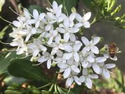 Image result for Pavetta revoluta