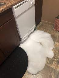 You hear of people using dish soap in the dishwasher, and having a sudsy mess to clean up. Til Dish Soap And Dishwashing Liquid Are Not The Same Thing Mildlyinfuriating