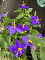 Image result for Exacum