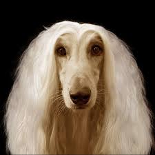 What I Feel Like My Hair Looks Like Today Beautiful Dogs Dog Love Cute Dogs