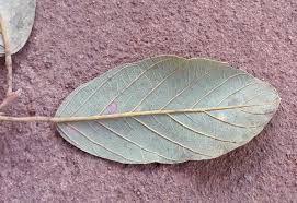 Image result for Monotes engleri