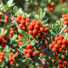 Image result for Searsia acuminatissima