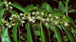 Image result for Olacaceae