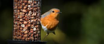 Moreover, bird seeds also depend on various feeder styles. Feeding Your Backyard Birds The Humane Society Of The United States
