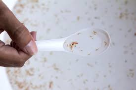 Additionally, brine shrimp are easy to grow and usually free of diseases. Brine Shrimp Benefits Growth Tips Aquariadise