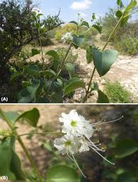 Image result for Commicarpus