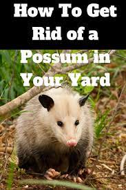 How To Get Rid Of A Possum In Your Yard Your Yard Guru Possum How To Get Rid