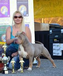American Bully Dog Breed Information And Pictures