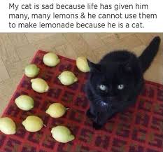 Sad cats tend to be more reactive and act out with aggression or fearfulness. Why My Cat Is Sad