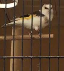 hasan kalay adli kullanicinin cardellino panosundaki pin boncuk boncuk isi