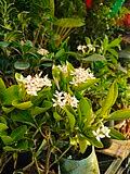 Image result for Ixora burundiensis