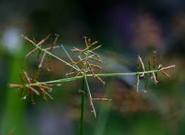 Image result for Cyperus distans