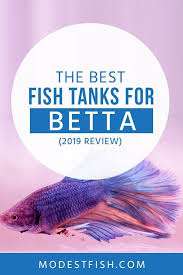 In today's video, i will be unboxing and setting up the top fin 20w betta tank heater. The 7 Best Betta Fish Tanks Available Today 2021 Guide Reviews