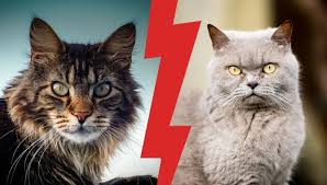 *you will not find my kittens advertised on. British Shorthair Vs Maine Coon Your First Cat My British Shorthair
