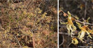 Image result for Hexalobus monopetalus