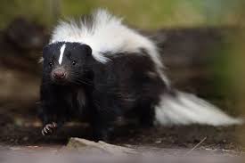 Squirrels, skunks, deer, mice, rats, and snakes, among others animals. Do Mothballs Work To Keep Skunks Away