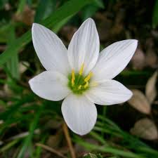 Image result for Zephyranthes candida