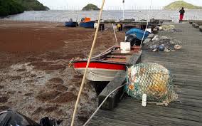 The Sargassum Seaweed Problem In Antigua And The Caribbean - Youtube