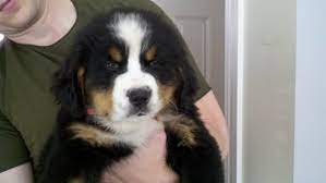 What To Know About Getting A Large Breed Dog