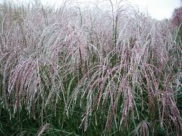 Maybe you would like to learn more about one of these? Miscanthus Chinaschilf Zauberstaude
