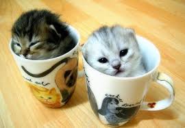 Start with this fun and decorative duvet cover sets. More Than 50 Cool Ideas For Cat Themed Room Design Digsdigs