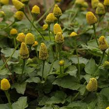 Image result for Spilanthes