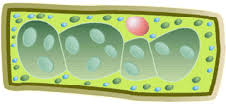 Revise cell structures with bbc bitesize for edexcel gcse combined science Aqa B2 Cells Bbc Bitesize Revision Cards In Gcse Biology