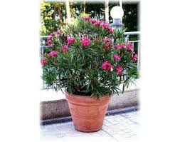 Nerium Oleander Nana Oleander Plants Plants Mediterranean Plants