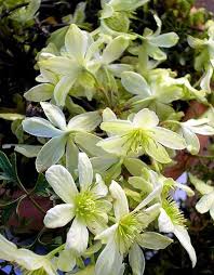 Clematis viennetta has stunning blooms with cream tepals with a prominent. Clematis Pixie Clematis Flower Clematis Plants Clematis
