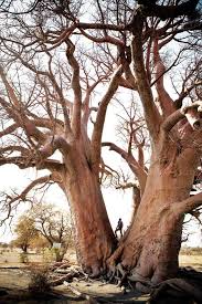 Botswana Safari Camp House And Leisure Beautiful Tree Baobab Tree Old Trees