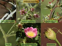 Image result for Rosaceae