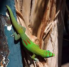 Here in hawaii, wild geckos are everywhere. Ø¨Ø±Øµ ØºØ¨Ø§Ø± Ø§Ù„Ø°Ù‡Ø¨ Ø§Ù„Ù†Ù‡Ø§Ø±ÙŠ Ø§Ù„Ù…Ø¹Ø±ÙØ©