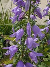 Creeping Bellflower Campanula Rapunculoides Bellflower Family Campanulaceae Hardy Perennials Purple Bell Flowers Purple Garden