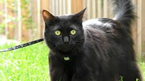 With the information gained from this article, you can now cuddle and play with your cat to your heart's content without cringing every time she's close. How To Brush Your Cat S Teeth Youtube