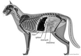Loss of appetite (anorexia) 4. On The Alert For Liver Problems Catwatch Newsletter