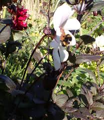 Image result for Vahlia digyna