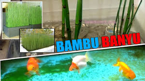 Selain itu persiapkan setidaknya 4 akuarium. Bisakah Menanam Bambu Air Di Aquarium Ikan Mas Koki Inilah Hasilnya Setelah 1 Minggu
