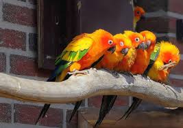Intelligent birds that can learn up to 50 words. How Much Is A Parrot To Cost In 2021 Mypetience