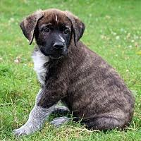 Please complete the adoption application if you are interested in giving a home to one of our guests. F0ao2ckohi6tpm