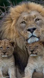 Download Wallpaper 1080x1920 Lion Lioness Young Family Predators Sony Xperia Z1 Zl Z Samsung Galaxy S4 Htc One Hd Back Animals Lion Family Animals Wild