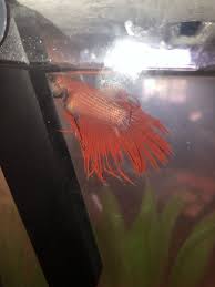 Help Update On Bonsai The Betta Fish Possible Dropsy Help My Aquarium Club