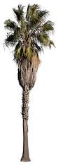 Image result for Washingtonia