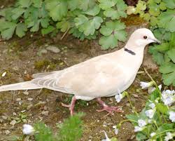 Check spelling or type a new query. White Fantail Pigeon At Daytime Free Image Peakpx