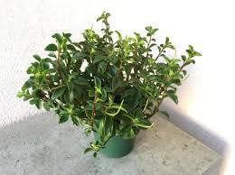 Image result for dipladenie amonea