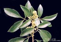 Image result for Vepris bremekampii