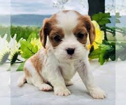 Mother blenheim beautiful cavalier king charles spaniel girls. View Ad Cavalier King Charles Spaniel Puppy For Sale Near Pennsylvania Dry Run Usa Adn 204922