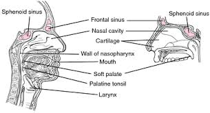 If you have heard a reference to your nasal turbinates where are these located? Butterfly Nose Definition Of Butterfly Nose By Medical Dictionary