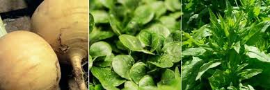 7 Legumes A Semer En Fin D Ete Au Potager Potager Jardinage Potager Jardins
