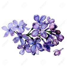 Pin By Carla Santos On Creative Inspiration Lilac Tattoo Flower Drawing Lilac Flowers