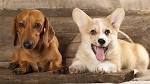 Learn More About the Corgi Dachshund Mix aka Dorgi - Dogable